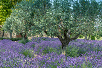 Lavendelfeld mit Olivenbäumen in der Provence
