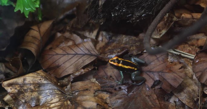 Reticulated poison frog know as Yellow Dart Frog Dendrobates ventrimaculatus sitting on leaves
