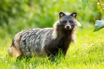 Horizontal composition of wild raccoon dog, nyctereutes procyonoides, standing on a green meadow and looking into camera in summer nature. Cute dark mammal in wilderness.