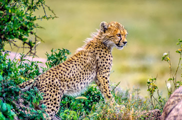 Cheetah cub