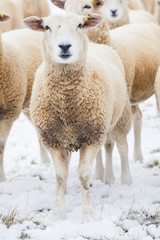 Sheep in Winter