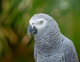 Grey parrot
