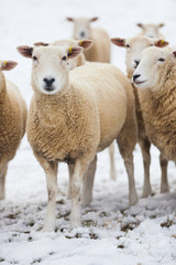 Sheep in Winter