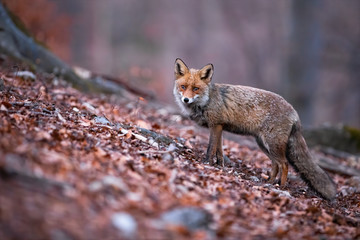 Solitary red fox, vulpes vulpes, wandering and hunting in the forest covered by colorful foliage. Wild predator with fluffy coat standing in the dry leaves. Curious animal observing the surroundings.