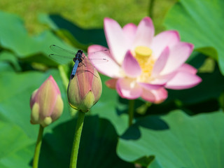 Obraz na płótnie Canvas Dragonfly and Pink Lotus Flowers in the Garden