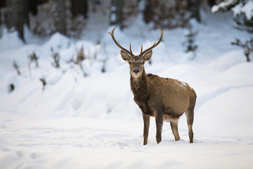 Naklejka na ściany i meble Adult red deer, cervus elaphus, posing in wintry weather. Attentive ruminant with beautiful antlers having a guard during snowing season. Wild animal showing its dominance.