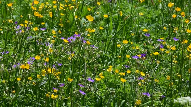 Colourful wildflowers in Alpine meadow in the Alps in summer