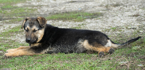 A handsome puppy abandoned. The puppy warms up in the sun. Sleepy dog.