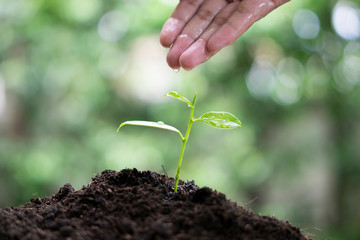Watering the tree by hand, reduce global warming.
