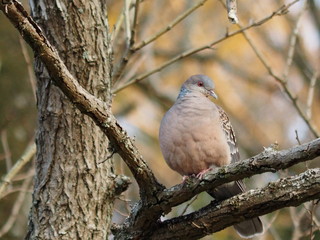 鳩