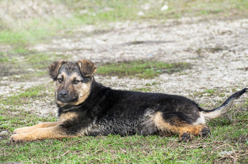 A handsome puppy abandoned. The puppy warms up in the sun. He rests on the grass