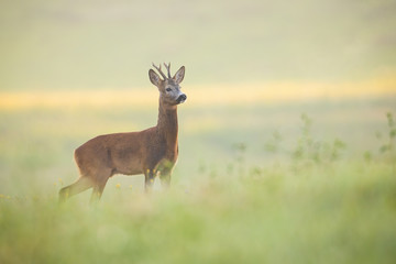 Naklejka na ściany i meble Attentive roe deer, capreolus capreolus, buck observing meadow with clean blurred background. Alert wild animal standing in nature at daybreak with copy space.