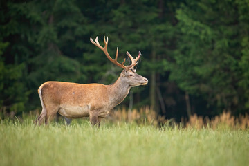 Surprised red deer, cervus elaphus, stag with abnormal antlers looking aside from side view in summer nature. Wild mammal standing on a green meadow with copy space.