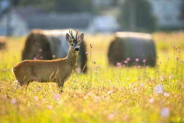 Alert roe deer standing on a meadow near village with bales of hay a houses in background in...