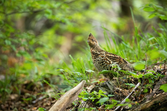 Curious hazel grouse, tetrastes bonasia, watching attentively in green woodland. Shy endangered bird species with brown spotted feathers in summer nature with copy space.