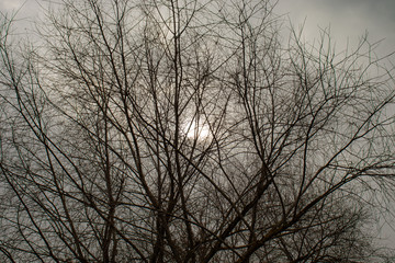 Leafless tree branches with dim sun and gray sky on a cloudy day