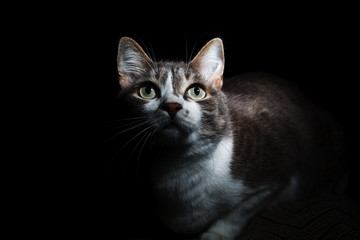 Fototapeta premium A lovely a with large eyes closely and interested looks upward.