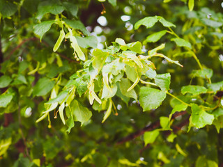 Tilia cordata