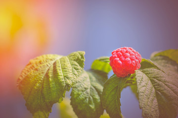 Photo ripe raspberries branch. Red raspberries. Red berry with green leaves in the sun. Raspberries...