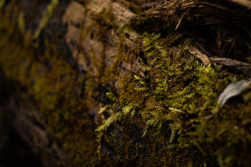 Green young moss in the forest on an old rotten fallen tree in spring close-up