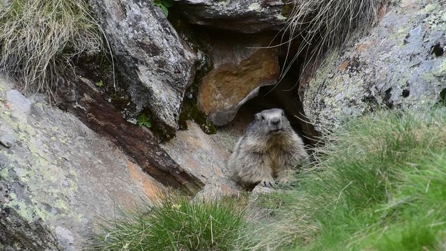 Alpine marmot sitting at entrance of burrow under rock in the Alps