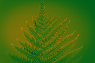 Naklejka na ściany i meble Green leaf of fern in the sun. Green background for advertising wildlife. Fern Leaves Ecology Concept. Wildlife Paportik. Green Leaf Fern. Eco concept.