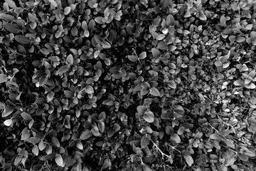 Beautiful natural background. Fresh juicy green shrub. Summer concept. Macro view of abstract nature texture and background organic pattern. Macro shot. Black and white photo