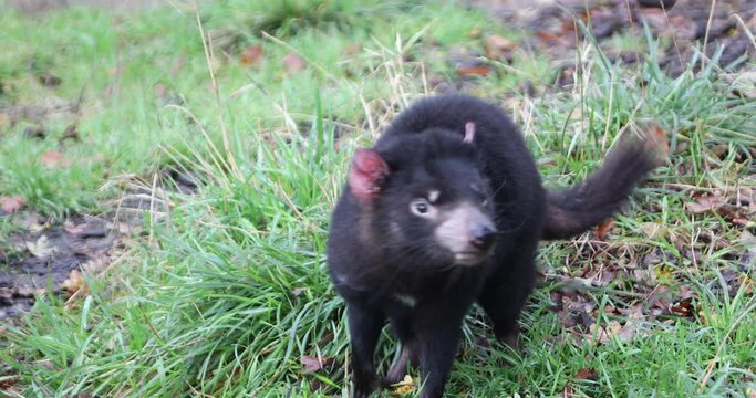 Tasmanian devil walking on grass