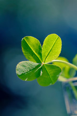 Clover for good luck. Green clover in the sun close-up. Four leaf clover background for good luck.