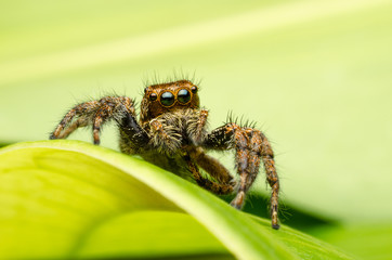 closeup of jumping spider on leave