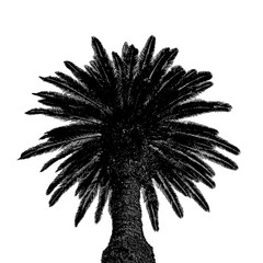 Low Angle Palm Tree Isolated Graphic