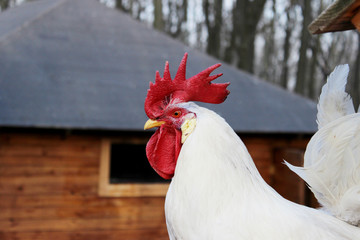 Cropped shot of white cock walking outside. Birds, farm concept.