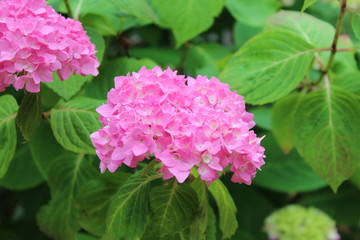 pink flower in the garden