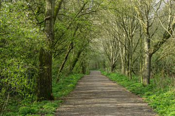 Walking path in spring