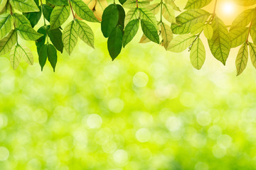 Fototapeta na wymiar Fresh and green leaves green bokeh on nature abstract blur background green bokeh from tree.