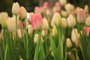 Obraz na płótnie Canvas pink tulip on blur tulip background