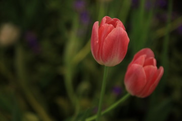 pink tulip in the garden