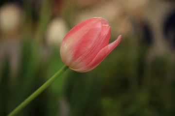 pink tulip on blur tulip background