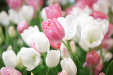 pink tulip on blur tulip background