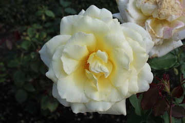 yellow rose