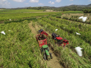 Vue aérienne de la récolte de la canne à sucre en Martinique