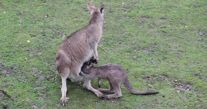 Baby kangaroo trying to feed from mother pouch