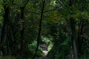 Fototapeta premium trees in the forest