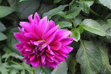 pink flower in the garden