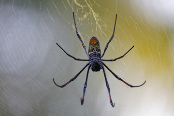 Seidenspinne