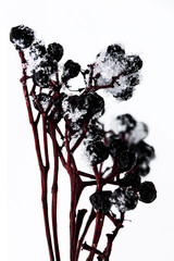 Wild branch and stem of dry berries of grapes frozen under the snow.