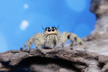Jumping spider close up with the light blue background.