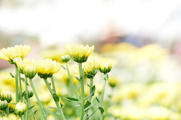 White chrysanthemum in the flowers garden and blur background.
