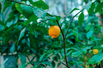 Lemon tree with lemon fruit and leaves in the garden in spring and summer, decorative yellow lemon. closeup, copy space