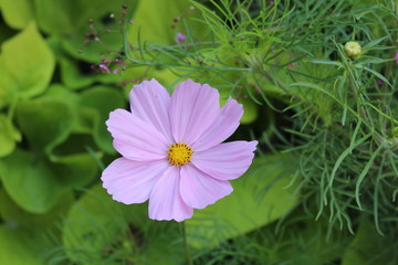 flower in the garden